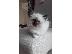 PoulaTo: birman x ragdoll